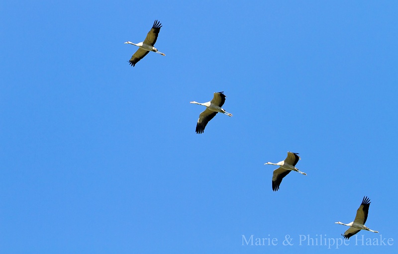 Grues 6799.jpg - Grues cendrées - Common Crane - Grus grus (Lac d'Amance, France, novembre 2011)